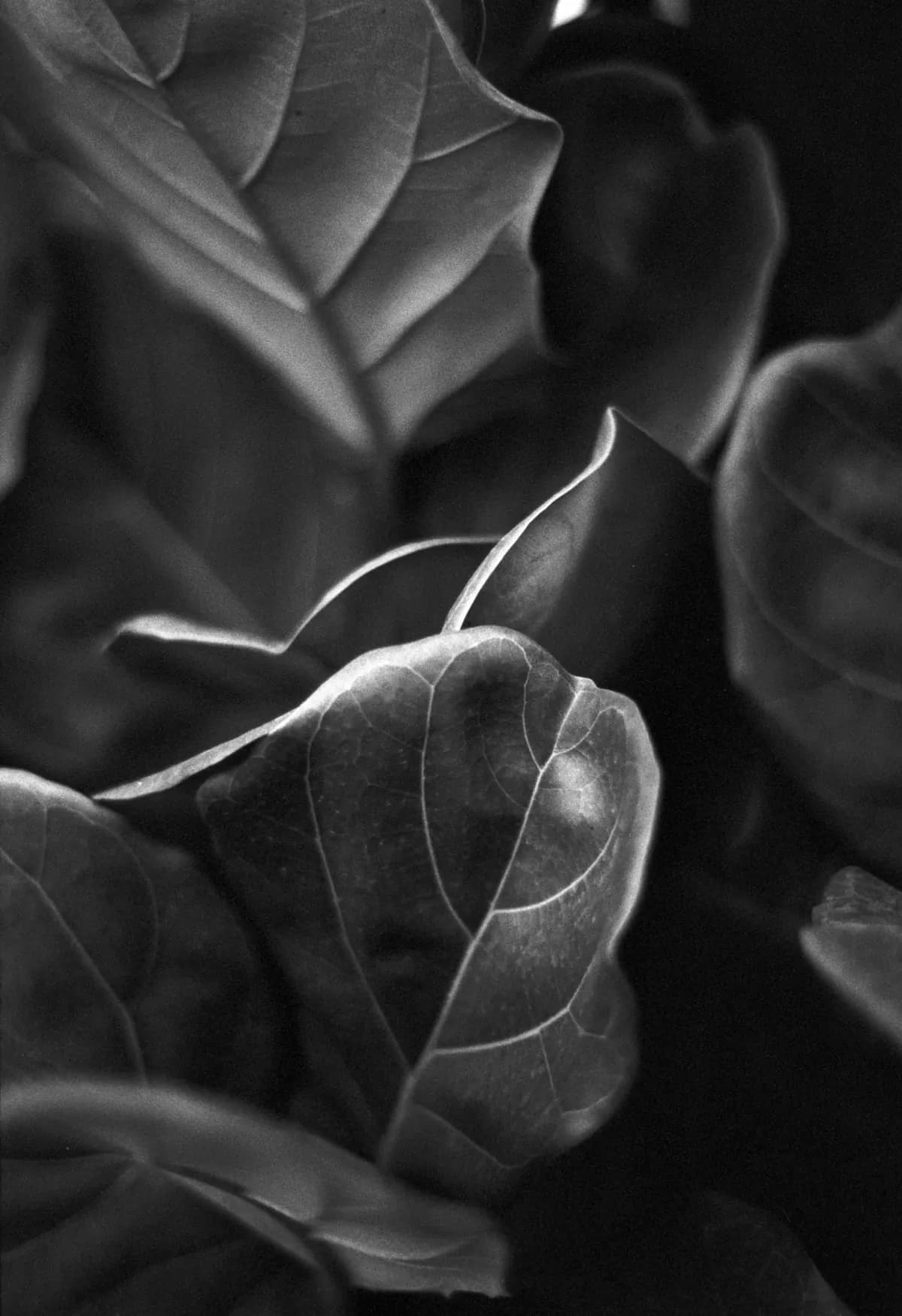 Film stock photograph with warm analog color and visible texture
